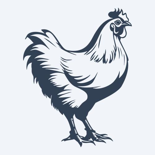 a chicken graphic