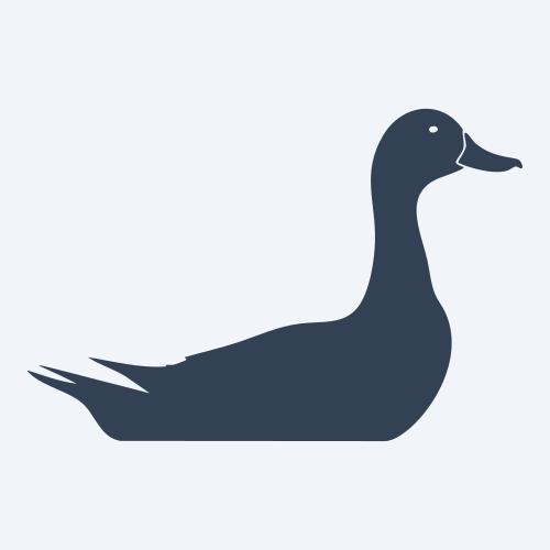 a duck graphic