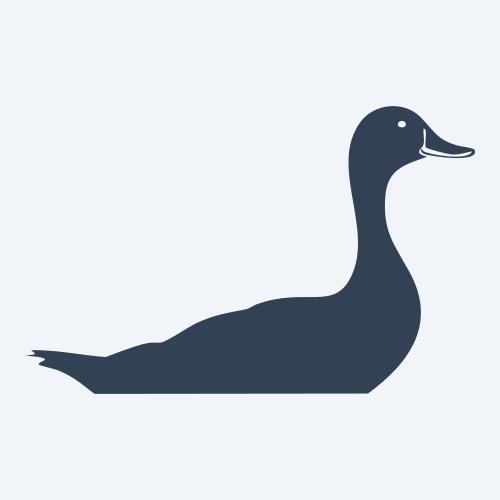a duck graphic