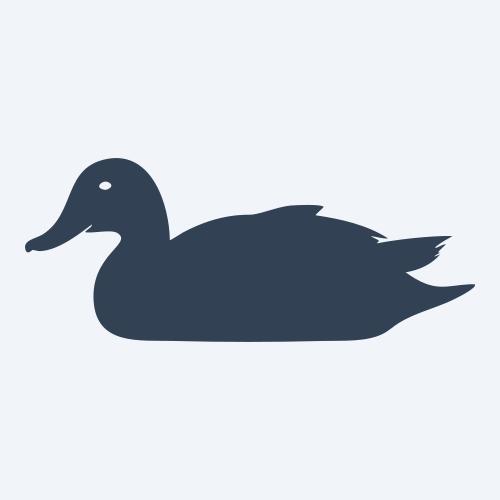 a duck graphic