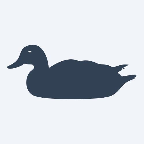 a duck graphic