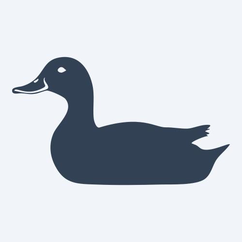 a duck graphic