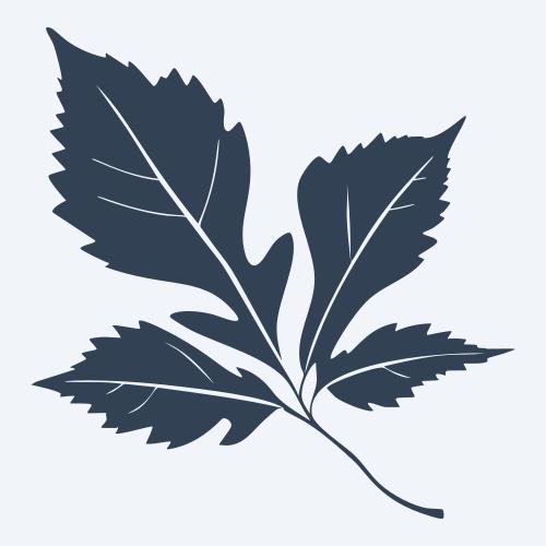 a leaf svg
