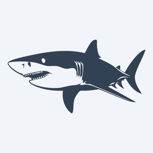 a shark graphic