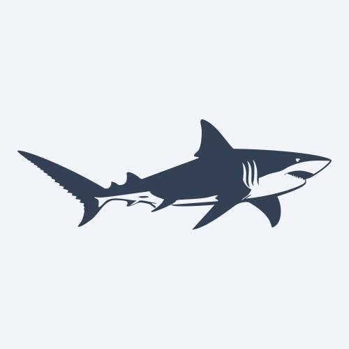 a shark graphic
