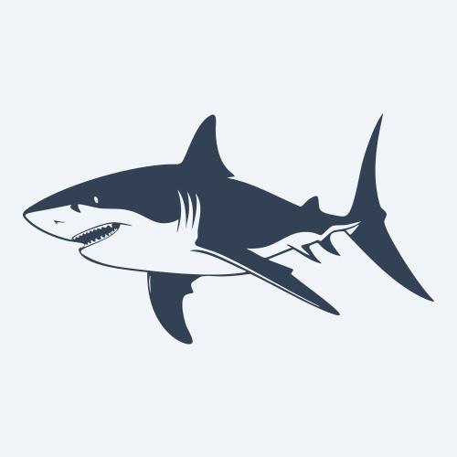 a shark graphic