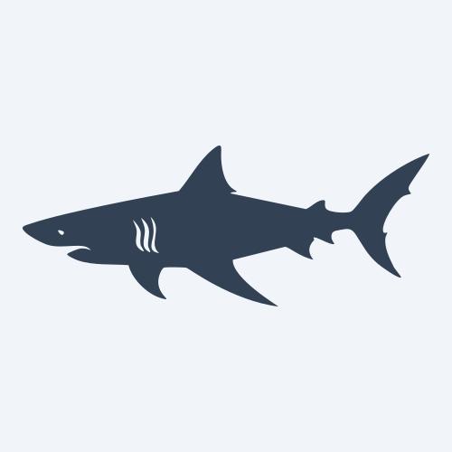a shark graphic