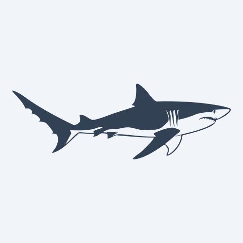 a shark graphic