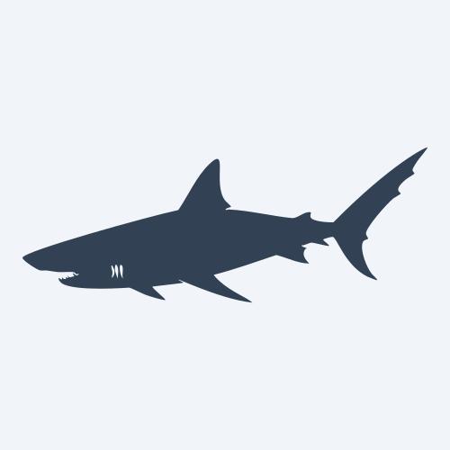 a shark graphic
