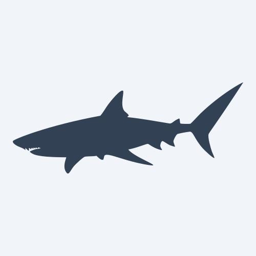 a shark graphic