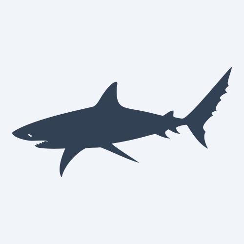 a shark graphic