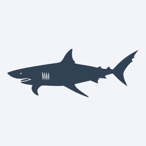 a shark graphic