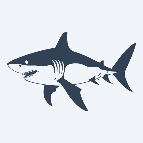 a shark graphic